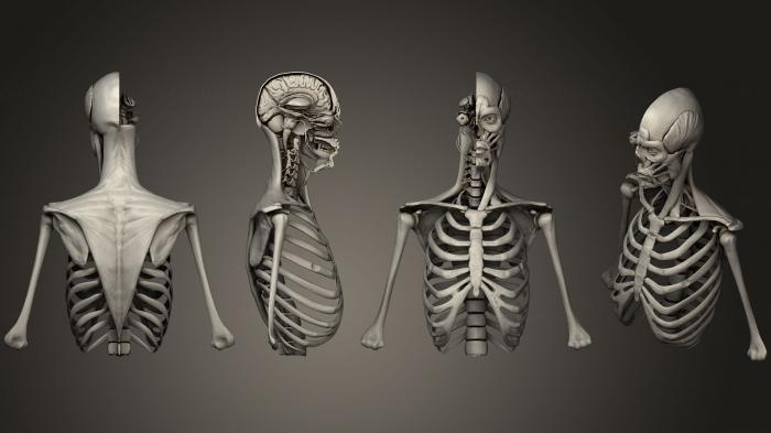 Anatomy of skeletons and skulls (ANTM_0696) 3D model for CNC machine